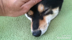 川山修一ブリーダーからお迎えした柴犬：ニコちゃん