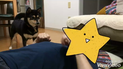 川山修一ブリーダーからお迎えした柴犬：ニコちゃん