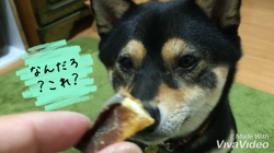 川山修一ブリーダーからお迎えした柴犬：ニコちゃん