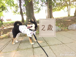 川山修一ブリーダーからお迎えした柴犬：ニコちゃん
