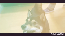 川山修一ブリーダーからお迎えした柴犬：ニコちゃん