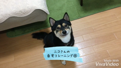 川山修一ブリーダーからお迎えした柴犬：ニコちゃん
