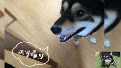 川山修一ブリーダーからお迎えした柴犬：ニコちゃん
