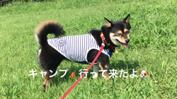 川山修一ブリーダーからお迎えした柴犬：ニコちゃん