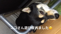 川山修一ブリーダーからお迎えした柴犬：ニコちゃん
