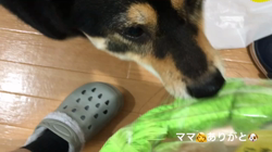 川山修一ブリーダーからお迎えした柴犬：ニコちゃん