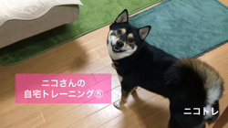 川山修一ブリーダーからお迎えした柴犬：ニコちゃん