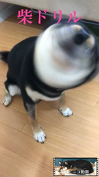 川山修一ブリーダーからお迎えした柴犬：ニコちゃん