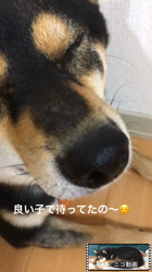 川山修一ブリーダーからお迎えした柴犬：ニコちゃん