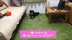 川山修一ブリーダーからお迎えした柴犬：ニコちゃん