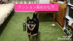 川山修一ブリーダーからお迎えした柴犬：ニコちゃん