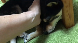 川山修一ブリーダーからお迎えした柴犬：ニコちゃん