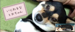 川山修一ブリーダーからお迎えした柴犬：ニコちゃん