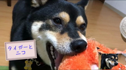 川山修一ブリーダーからお迎えした柴犬：ニコちゃん