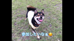 川山修一ブリーダーからお迎えした柴犬：ニコちゃん