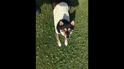 川山修一ブリーダーからお迎えした柴犬：ニコちゃん