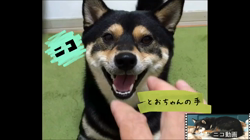 川山修一ブリーダーからお迎えした柴犬：ニコちゃん