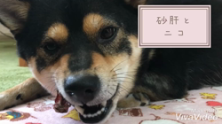 川山修一ブリーダーからお迎えした柴犬：ニコちゃん