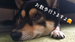 川山修一ブリーダーからお迎えした柴犬：ニコちゃん