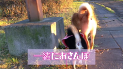川山修一ブリーダーからお迎えした柴犬：ニコちゃん
