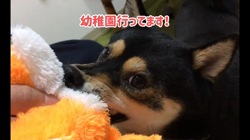 川山修一ブリーダーからお迎えした柴犬：ニコちゃん