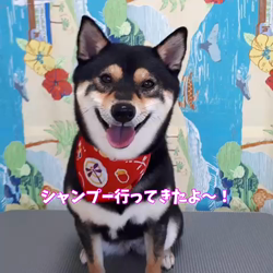 川山修一ブリーダーからお迎えした柴犬：ニコちゃん