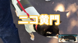 川山修一ブリーダーからお迎えした柴犬：ニコちゃん