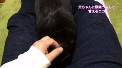 川山修一ブリーダーからお迎えした柴犬：ニコちゃん
