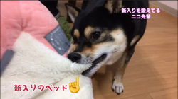 川山修一ブリーダーからお迎えした柴犬：ニコちゃん