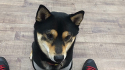 川山修一ブリーダーからお迎えした柴犬：ニコちゃん
