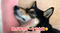 川山修一ブリーダーからお迎えした柴犬：ニコちゃん