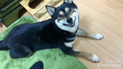 川山修一ブリーダーからお迎えした柴犬：ニコちゃん