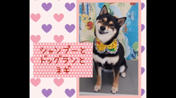 川山修一ブリーダーからお迎えした柴犬：ニコちゃん
