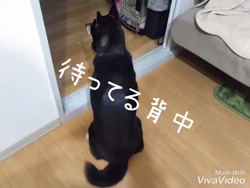 川山修一ブリーダーからお迎えした柴犬：ニコちゃん