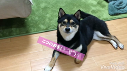 川山修一ブリーダーからお迎えした柴犬：ニコちゃん