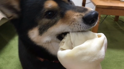 川山修一ブリーダーからお迎えした柴犬：ニコちゃん
