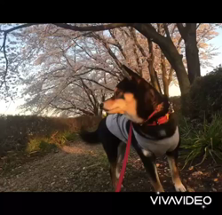 川山修一ブリーダーからお迎えした柴犬：ニコちゃん