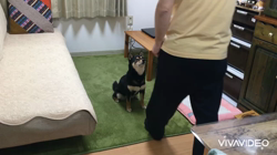 川山修一ブリーダーからお迎えした柴犬：ニコちゃん