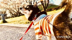 川山修一ブリーダーからお迎えした柴犬：ニコちゃん