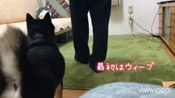 川山修一ブリーダーからお迎えした柴犬：ニコちゃん