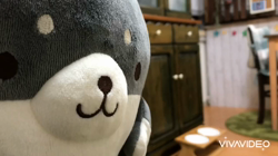 川山修一ブリーダーからお迎えした柴犬：ニコちゃん
