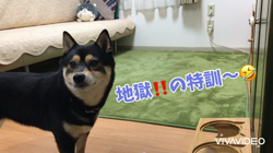 川山修一ブリーダーからお迎えした柴犬：ニコちゃん