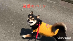 川山修一ブリーダーからお迎えした柴犬：ニコちゃん