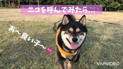 川山修一ブリーダーからお迎えした柴犬：ニコちゃん