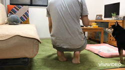 川山修一ブリーダーからお迎えした柴犬：ニコちゃん