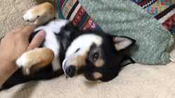 川山修一ブリーダーからお迎えした柴犬：ニコちゃん