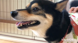 川山修一ブリーダーからお迎えした柴犬：ニコちゃん