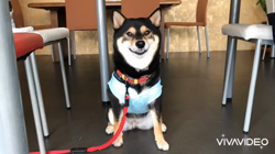 川山修一ブリーダーからお迎えした柴犬：ニコちゃん