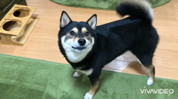 川山修一ブリーダーからお迎えした柴犬：ニコちゃん