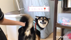 川山修一ブリーダーからお迎えした柴犬：ニコちゃん